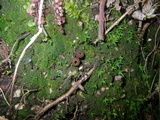 Plectania melastoma image