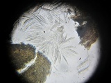 Tubeufia cerea image
