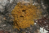 Caloplaca bolacina image