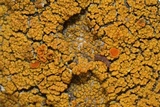 Caloplaca bolacina image