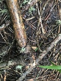 Dacrymyces stillatus image