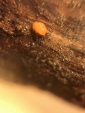 Dacrymyces stillatus image