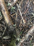 Dacrymyces stillatus image