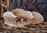 Cerrena unicolor image
