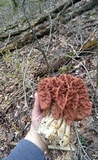 Gyromitra caroliniana image