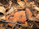 Galiella rufa image