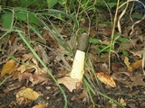 Phallus ravenelii image