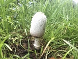 Coprinus vosoustii image