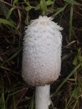 Coprinus vosoustii image