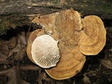 Daedalea quercina image