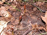 Tolypocladium ophioglossoides image