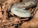 Clitocybe odora image