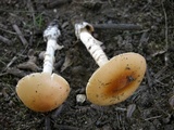 Amanita sect. Vaginatae image