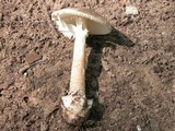 Amanita brunnescens image