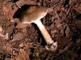 Amanita brunnescens image