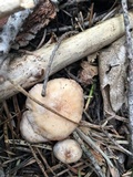 Clitocybe albirhiza image