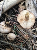 Clitocybe albirhiza image