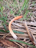 Mutinus bambusinus image