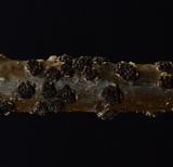 Camarosporidiella elongata image