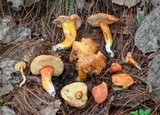 Tylopilus leucomycelinus image