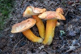 Tylopilus leucomycelinus image