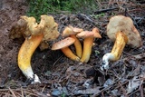 Tylopilus leucomycelinus image