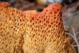 Tylopilus leucomycelinus image