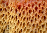 Tylopilus leucomycelinus image