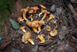 Tylopilus leucomycelinus image