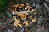 Tylopilus leucomycelinus image
