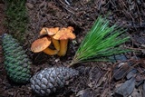 Tylopilus leucomycelinus image