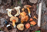 Tylopilus leucomycelinus image