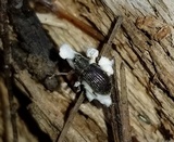 Beauveria brongniartii image