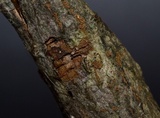 Merismodes fasciculata image