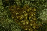 Merismodes fasciculata image