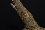 Merismodes fasciculata image