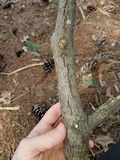 Merismodes fasciculata image
