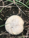 Lycoperdon marginatum image