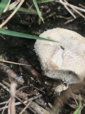Lycoperdon marginatum image