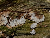 Eichleriella macrospora image