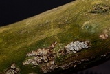 Eichleriella macrospora image