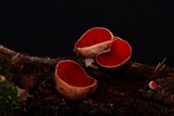 Sarcoscypha austriaca image