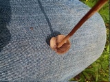 Psilocybe tampanensis image