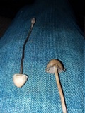 Psilocybe tampanensis image