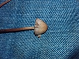 Psilocybe tampanensis image