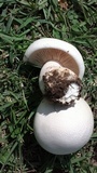 Lepista caffrorum image