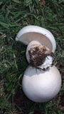 Lepista caffrorum image