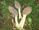 Morchella sceptriformis image