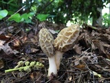 Morchella sceptriformis image
