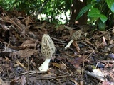 Morchella sceptriformis image